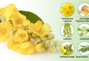 🇺🇸 ✅Official Store: CareBreeze® Botanical Mullein Lung Cleanse Diffuser🫁(👨⚕️Directly acts on COPD, asthma, chronic bronchitis (CB), respiratory infections, lung cancer, sinusitis, and other conditions)