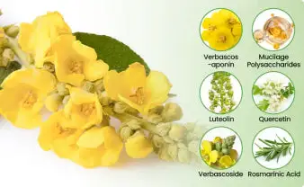 🇺🇸 ✅Official Store: CareBreeze® Botanical Mullein Lung Cleanse Diffuser🫁(👨⚕️Directly acts on COPD, asthma, chronic bronchitis (CB), respiratory infections, lung cancer, sinusitis, and other conditions)